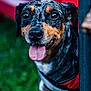 animal, background_blur, black_and_brown, canine, close_up, dog, ears, eyes, face, friendly, grass, happy, nose, outdoor, pet, playful, portrait, red_harness, speckled_coat, tongue_out