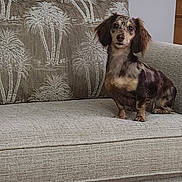 Sasha joined the competition — help win amazing prizes! animal, beige, brown, companion, couch, curious, cute, dachshund, dog, domestic, ears, fur, furniture, indoor, living_room, patterned_cushion, pet, portrait, seated, small_dog