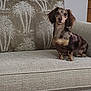 animal, beige, brown, companion, couch, curious, cute, dachshund, dog, domestic, ears, fur, furniture, indoor, living_room, patterned_cushion, pet, portrait, seated, small_dog