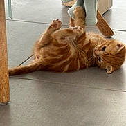 Bounty a rejoint le concours — aidez-le/la à gagner de superbes lots ! kitten, cat, ginger, playful, floor, tile, paw, furniture, wood, indoor, pet, young, cute, animal, curious, soft, claw, resting, small, fur