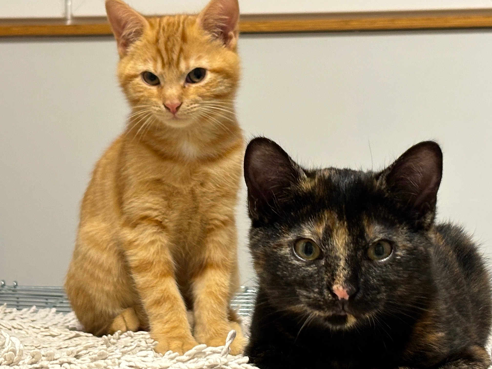 Bounty participe au concours pour gagner de l'argent avec cette photo : cat, kitten, orange_cat, tortoiseshell_cat, pet, animal, fur, whiskers, ears, eyes, sitting, lying_down, indoor, home, floor, rug, cute, curious, feline, companion