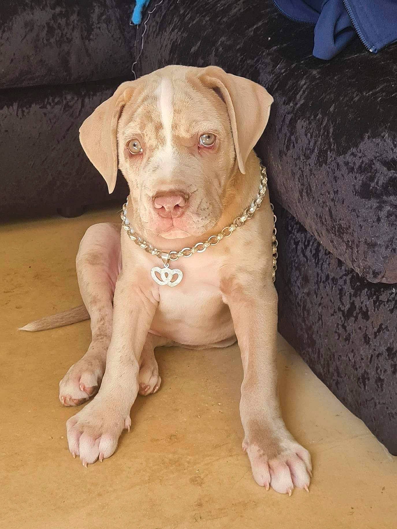 Enzo is registered to the contest to win money with this photo: canidae, carnivore, circle, companion_dog, dog, dog_breed, dog_collar, fawn, hunting_dog, liver, pet_supply, snout, sporting_group, terrestrial_animal, working_animal