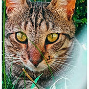 Chaton a rejoint le concours — aidez-le/la à gagner de superbes lots ! cat, tabby_cat, close_up, animal, pet, outdoor, grass, greenery, nature, whiskers, ears, eyes, fur, face, mammal, wildlife, curious, portrait, feline, focus