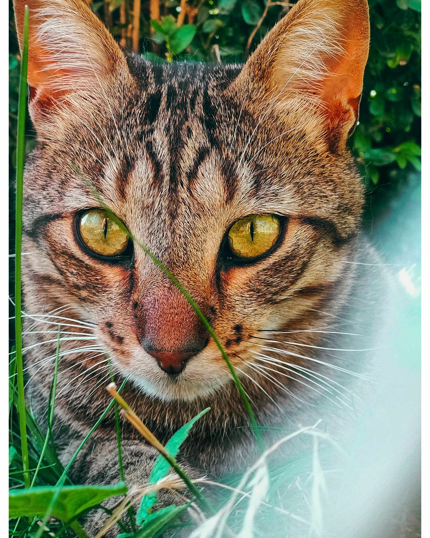 Chaton a rejoint le concours — aidez-le/la à gagner de superbes lots ! cat, tabby_cat, close_up, animal, pet, outdoor, grass, greenery, nature, whiskers, ears, eyes, fur, face, mammal, wildlife, curious, portrait, feline, focus
