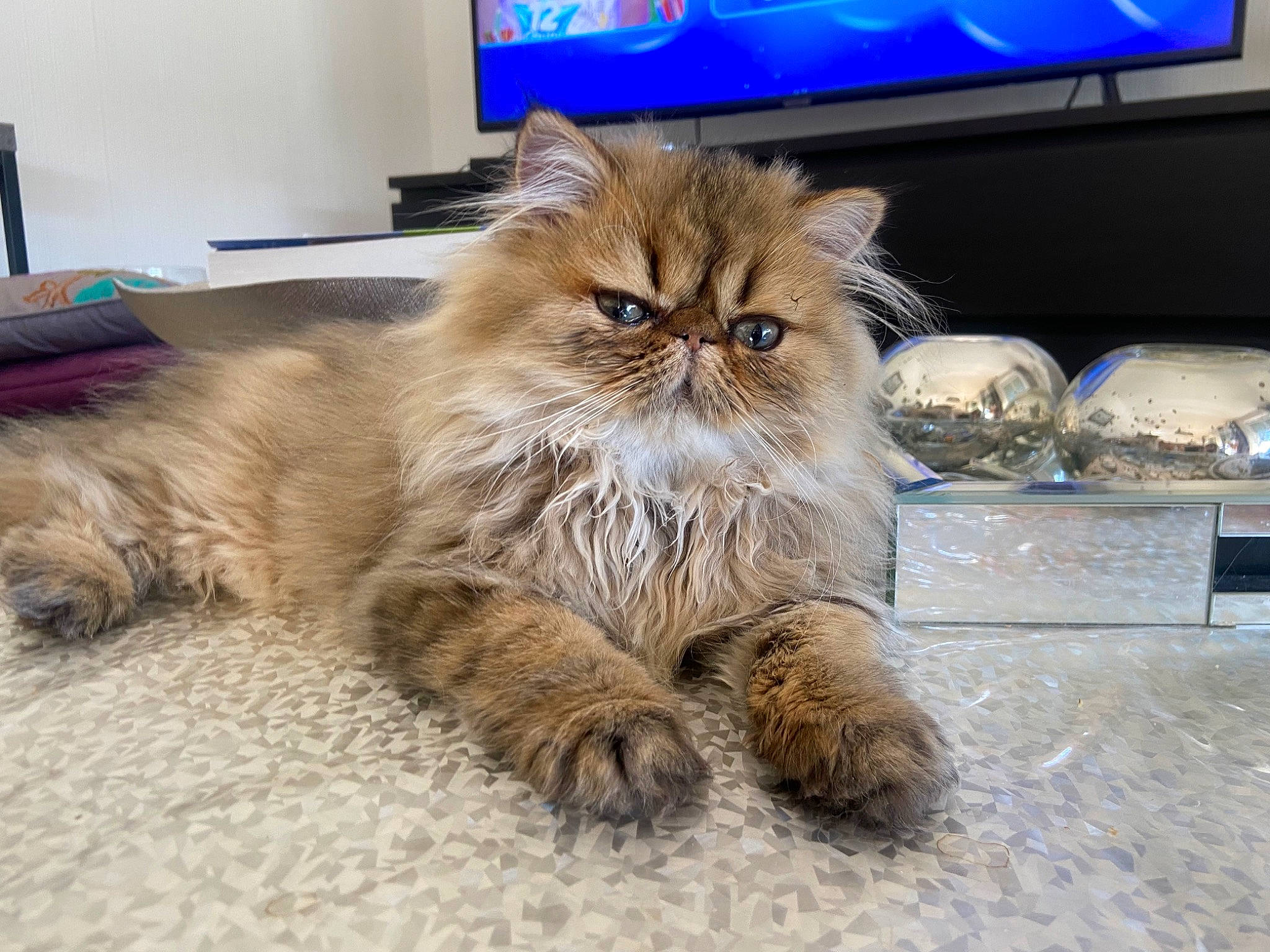 Tokyo a rejoint le concours — aidez-le/la à gagner de superbes lots ! box, british_longhair, carnivore, cat, claw, comfort, computer_keyboard, domestic_short_haired_cat, fawn, felidae, flooring, fur, hardwood, maine_coon, paw, small_to_medium_sized_cats, snout, tail, terrestrial_animal, whiskers