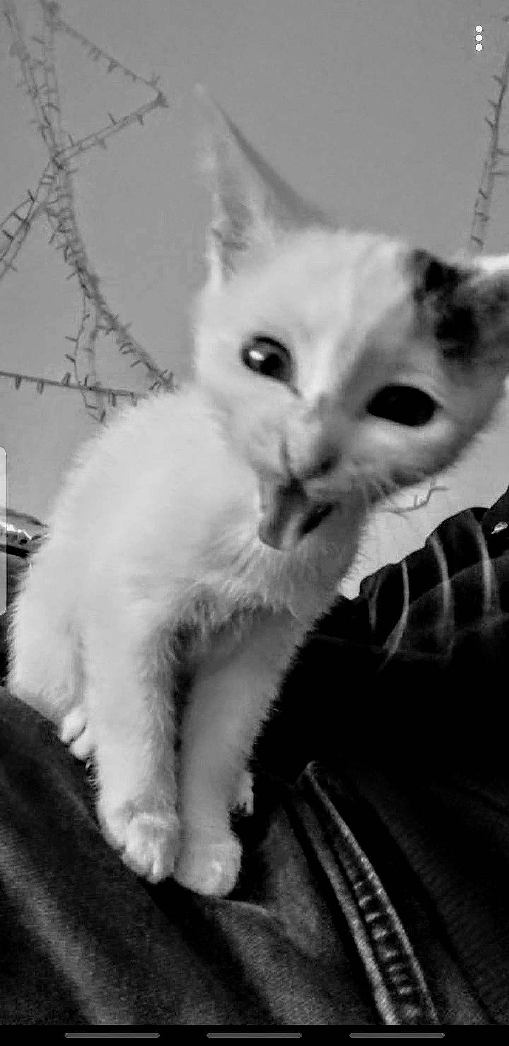 Miss participe au concours pour gagner de l'argent avec cette photo : carnivore, cat, claw, comfort, domestic_short_haired_cat, ear, felidae, fur, monochrome, monochrome_photography, paw, plaid, small_to_medium_sized_cats, snout, style, tail, tartan, whiskers