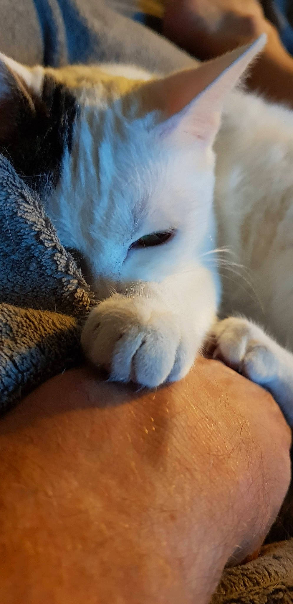 Miss participe au concours pour gagner de l'argent avec cette photo : bed, canidae, carnivore, cat, claw, comfort, companion_dog, dog_breed, domestic_short_haired_cat, fawn, felidae, fur, hardwood, paw, small_to_medium_sized_cats, tail, toy, whiskers, wood, wool