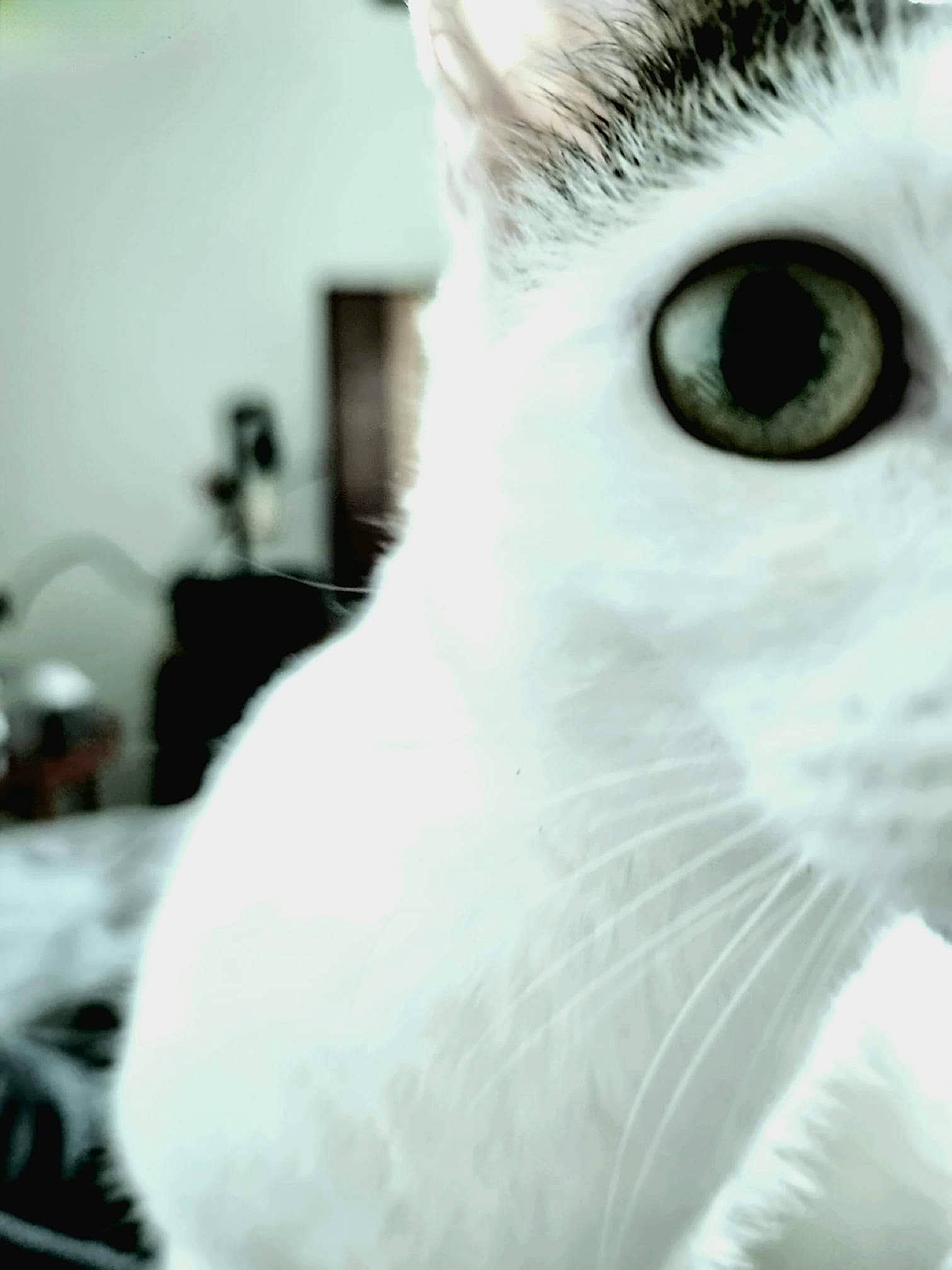 Miss a rejoint le concours — aidez-le/la à gagner de superbes lots ! carnivore, cat, close_up, eyelash, felidae, fur, iris, monochrome, monochrome_photography, nose, small_to_medium_sized_cats, snout, terrestrial_animal, whiskers