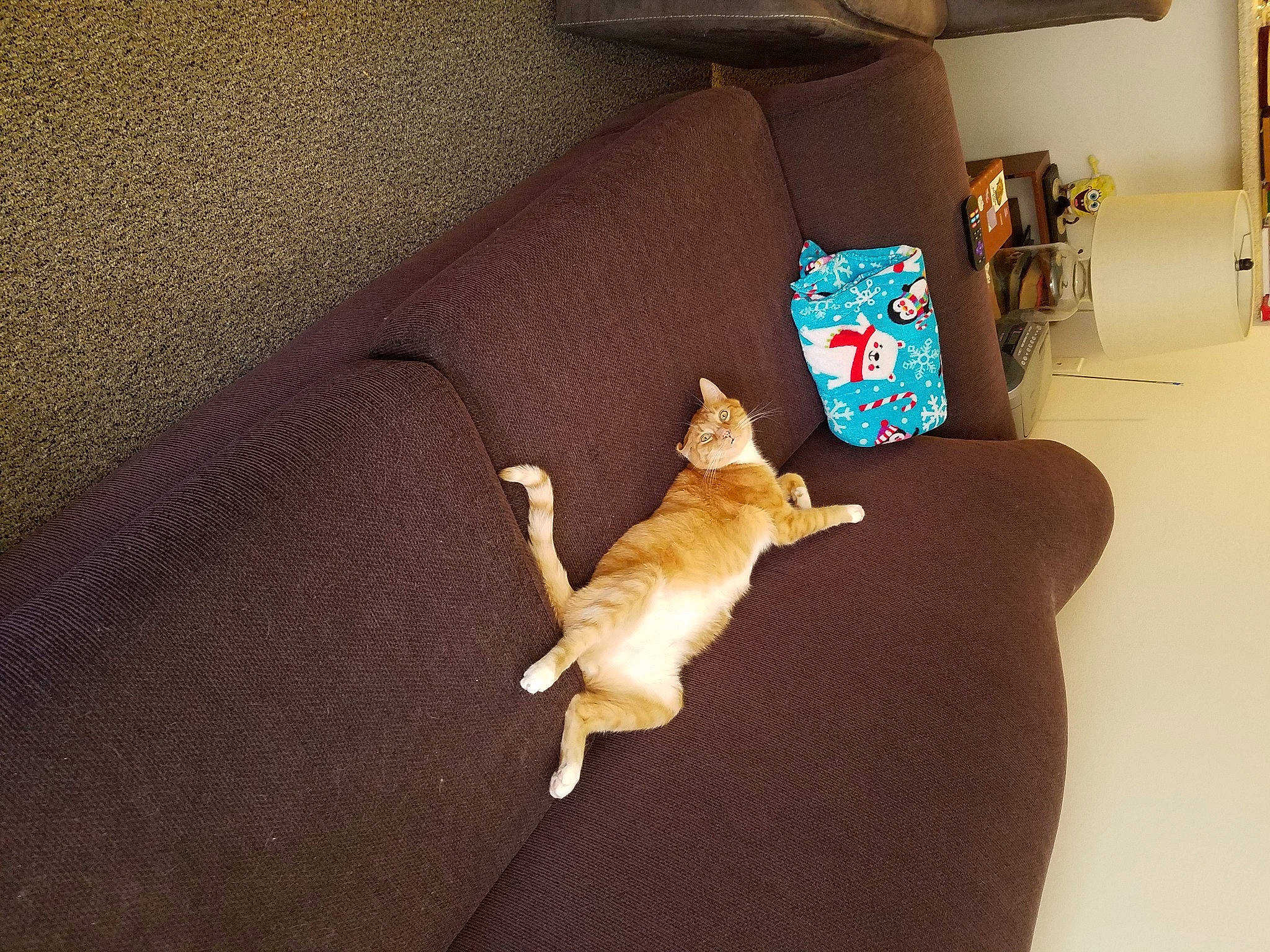 Lucy is registered to the contest to win money with this photo: brown, canidae, carnivore, cat, comfort, companion_dog, couch, dog_breed, fawn, felidae, floor, flooring, fur, hardwood, linens, small_to_medium_sized_cats, sporting_group, tail, whiskers, wood