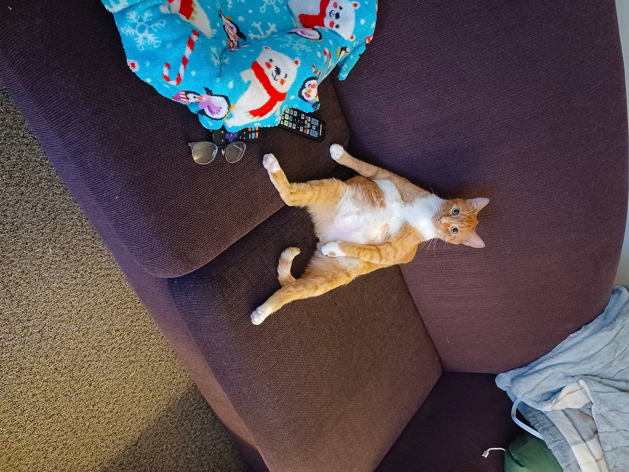 Milo joined the competition — help win amazing prizes! baby_toddler_clothing, canidae, carnivore, cat, comfort, companion_dog, dog_breed, domestic_short_haired_cat, electric_blue, fawn, felidae, fur, linens, paw, room, small_to_medium_sized_cats, sporting_group, tail, whiskers, wood