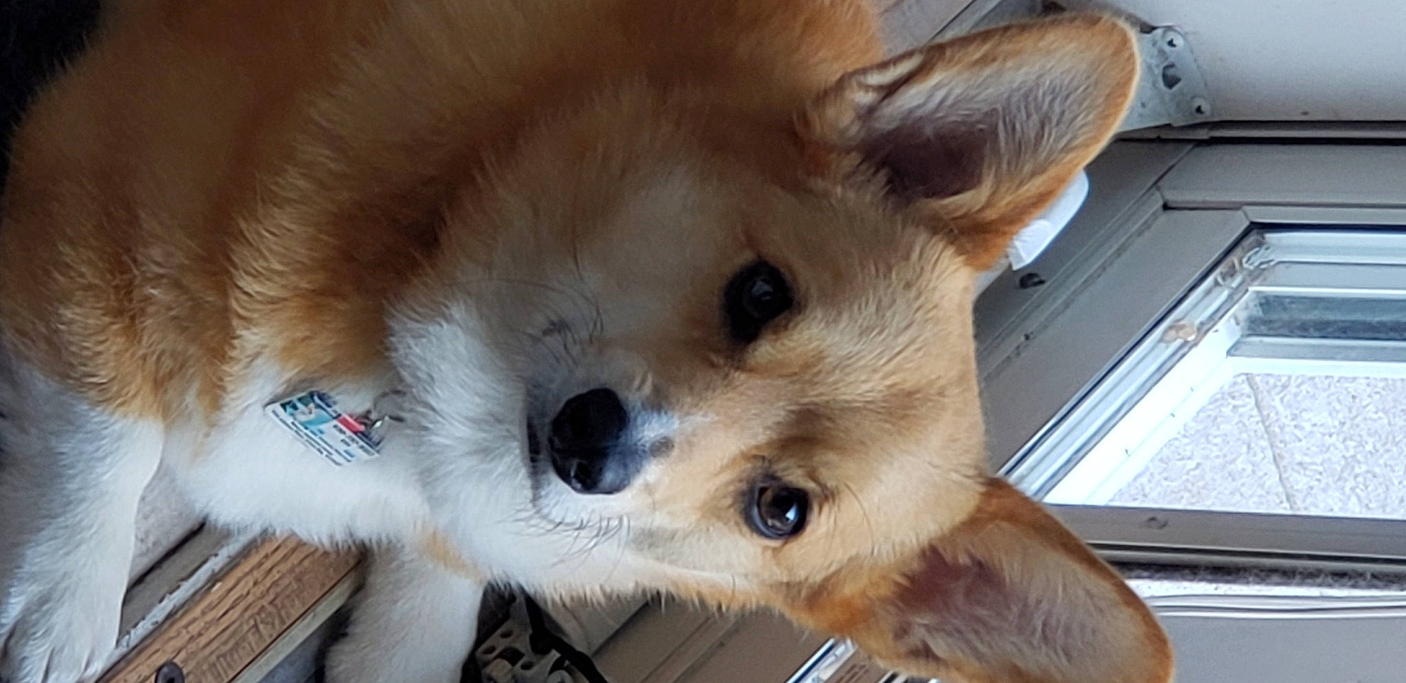 Edie is registered to the contest to win money with this photo: canidae, carnivore, collar, companion_dog, dog, dog_breed, dog_supply, fawn, fur, german_spitz, indian_spitz, non_sporting_group, puppy, snout, spitz, sporting_group, terrestrial_animal, volpino_italiano, whiskers, working_animal