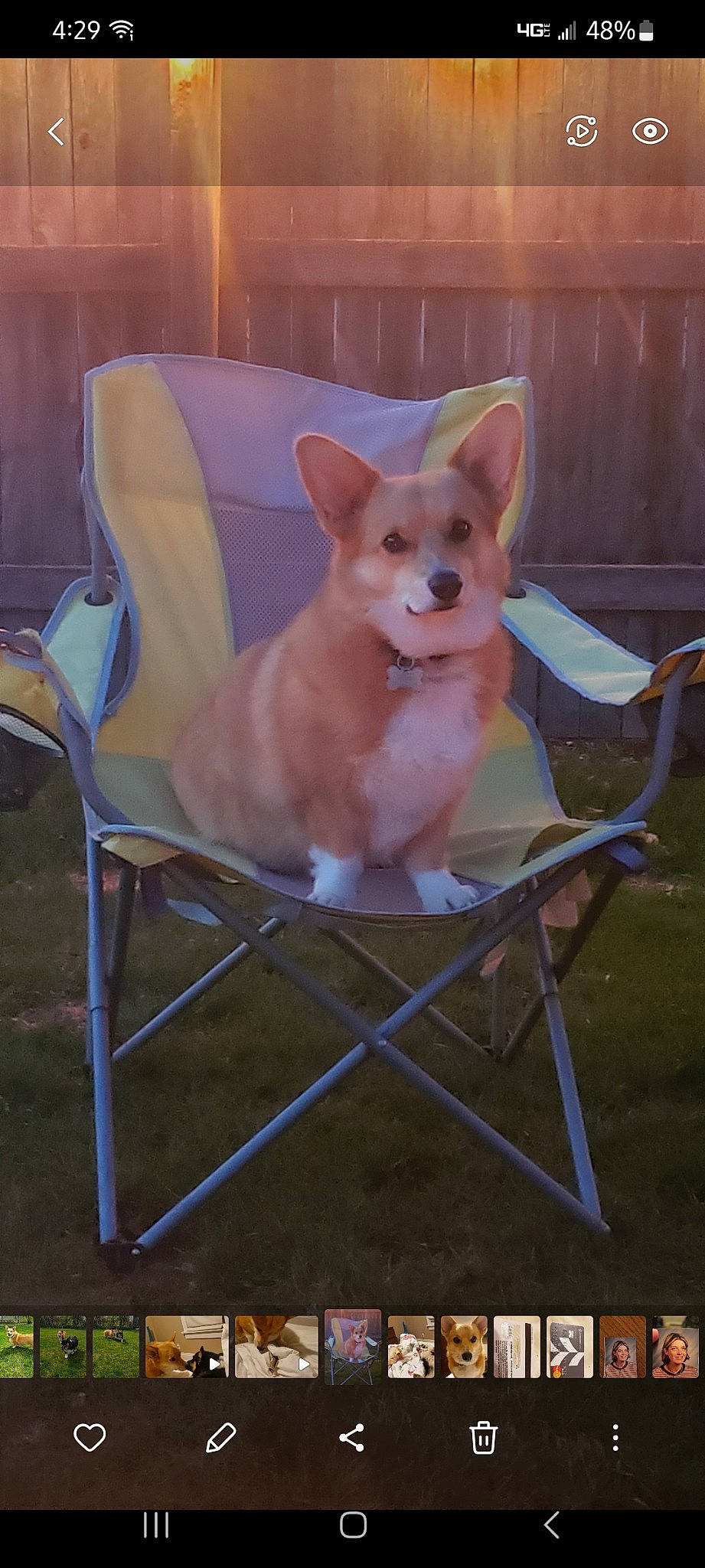 Edie is registered to the contest to win money with this photo: canidae, carnivore, chair, chihuahua, comfort, companion_dog, dog, dog_breed, dog_supply, ear, fawn, non_sporting_group, outdoor_furniture, pet_supply, snout, sporting_group, tail, toy_dog, whiskers, working_animal
