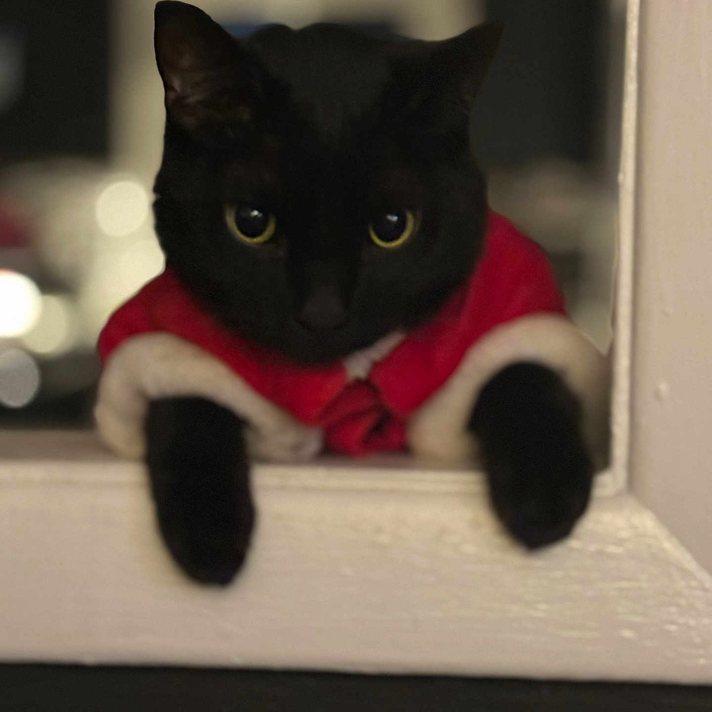 Binxy Boy is registered to the contest to win money with this photo: animal, black_cat, cat, close_up, costume, cozy, curious, cute, dark_background, eyes, face, feline, festive, holiday, indoors, paws, pet, red_clothing, white_trim, window_frame