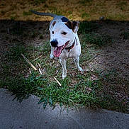 Pepsi participe au concours pour gagner de l'argent avec cette photo : dog, white_dog, black_patch, grass, sidewalk, outdoor, pet, tongue_out, happy, playful, collar, canine, animal, nature, daylight, small_dog, excited, standing, ears, tail