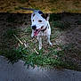 dog, white_dog, black_patch, grass, sidewalk, outdoor, pet, tongue_out, happy, playful, collar, canine, animal, nature, daylight, small_dog, excited, standing, ears, tail