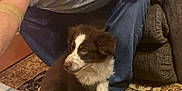 Jax is registered to the contest to win money with this photo: man, glasses, white_tshirt, puppy, dog, carpet, plaid, table, shoe, couch, indoor, floor, pet, furniture, sitting, brown_dog, white_shoe, patterned_carpet, hand, crouching