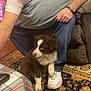 man, glasses, white_tshirt, puppy, dog, carpet, plaid, table, shoe, couch, indoor, floor, pet, furniture, sitting, brown_dog, white_shoe, patterned_carpet, hand, crouching