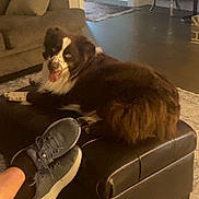 Jax is registered to the contest to win money with this photo: dog, brown_dog, white_dog, leather_ottoman, sneakers, feet, living_room, sofa, rug, globe_bar_cart, happy_dog, tongue_out, furniture, indoor, pet, relaxing, carpet, cushion, human_feet, home_decor