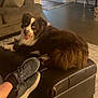 dog, brown_dog, white_dog, leather_ottoman, sneakers, feet, living_room, sofa, rug, globe_bar_cart, happy_dog, tongue_out, furniture, indoor, pet, relaxing, carpet, cushion, human_feet, home_decor