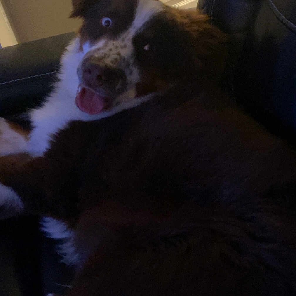 Jax is registered to the contest to win money with this photo: animal, brown_and_white, canine, chair, companion, cute, dog, domestic, door, fluffy, furniture, happy, indoor, leather_chair, mammal, pet, playful, relaxed, tongue_out, wide_eyes