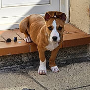 Vicky a rejoint le concours — aidez-le/la à gagner de superbes lots ! puppy, dog, brown, white_paws, ears, step, tile, outdoor, curious, concrete, ground, front_paws, shadow, door, wall, young_dog, pet, animal, close_up, daylight