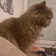Pitchoune participe au concours pour gagner de l'argent avec cette photo : cat, fluffy, indoor, window, furniture, soft_surface, side_view, pet, animal, domestic, feline, cozy, blurred, wall_decoration, quiet, resting, brown, long_hair, cute, home