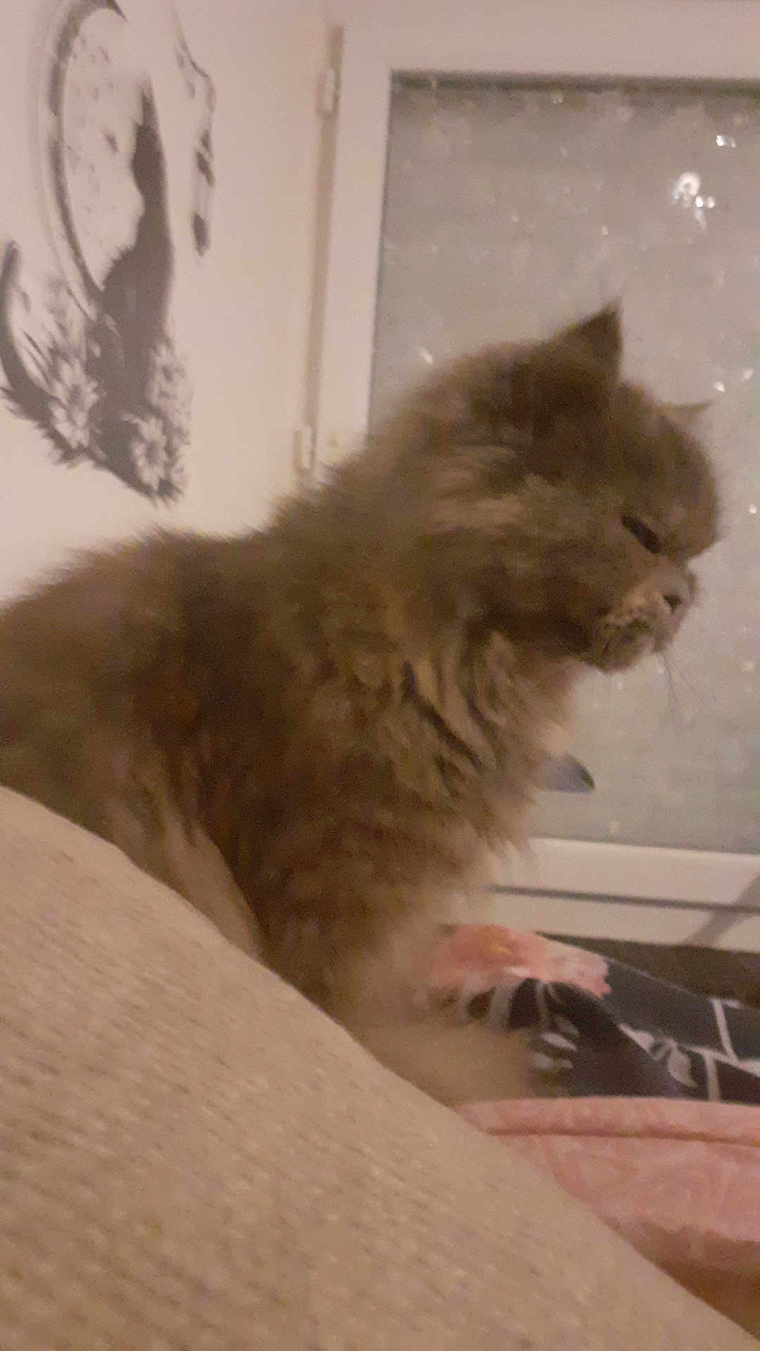 Pitchoune participe au concours pour gagner de l'argent avec cette photo : cat, fluffy, indoor, window, furniture, soft_surface, side_view, pet, animal, domestic, feline, cozy, blurred, wall_decoration, quiet, resting, brown, long_hair, cute, home