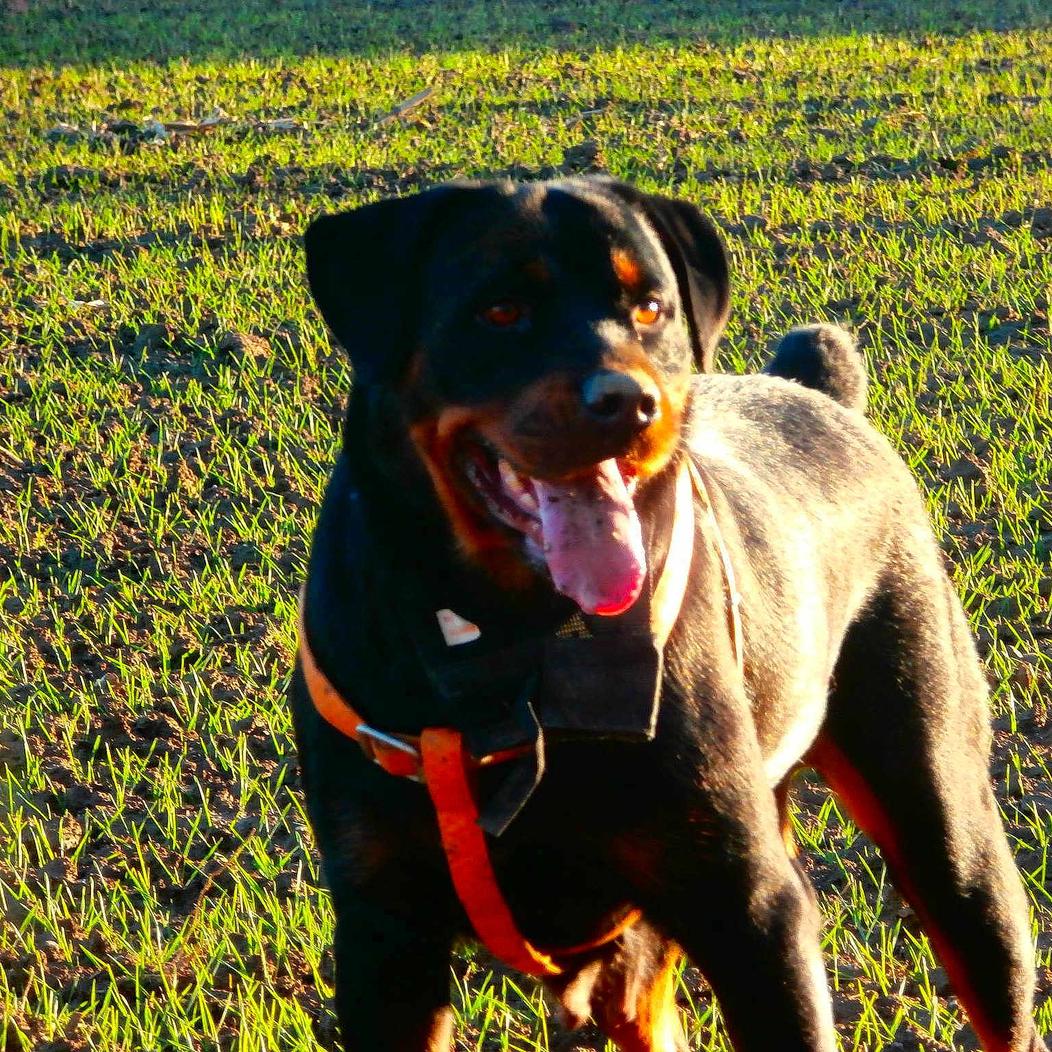 Orka