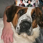Tresor a rejoint le concours — aidez-le/la à gagner de superbes lots ! ancient_dog_breeds, canidae, carnivore, companion_dog, dog, dog_breed, fawn, giant_dog_breed, mammal, moscow_watchdog, nose, puppy_love, rafeiro_do_alentejo, rare_breed_dog, snout, sporting_group, st_bernard, vertebrate