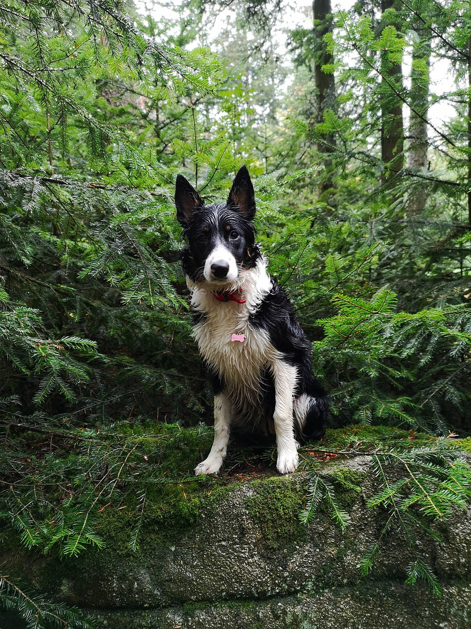 Helga a rejoint le concours — aidez-le/la à gagner de superbes lots ! border_collie, canidae, carnivore, dog, dog_breed, east_siberian_laika, forest, herding_dog, karelian_bear_dog, laika, mammal, mcnab, plant, russo_european_laika, siberian_husky, snout, sporting_group, tree, vertebrate, working_dog