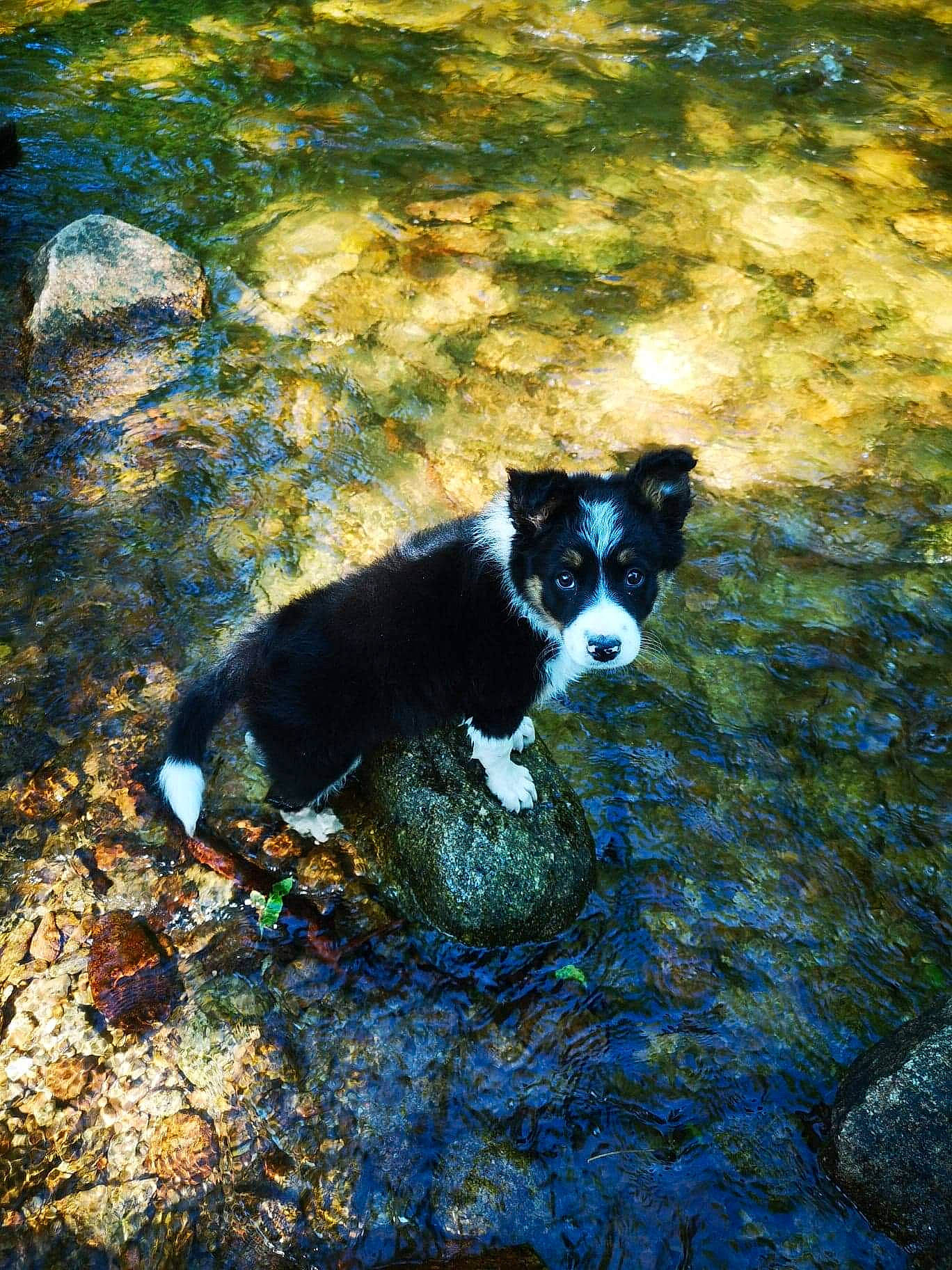 Helga a rejoint le concours — aidez-le/la à gagner de superbes lots ! adventure, border_collie, canidae, carnivore, dog, dog_breed, grass, puppy, river, sporting_group, water, watercourse