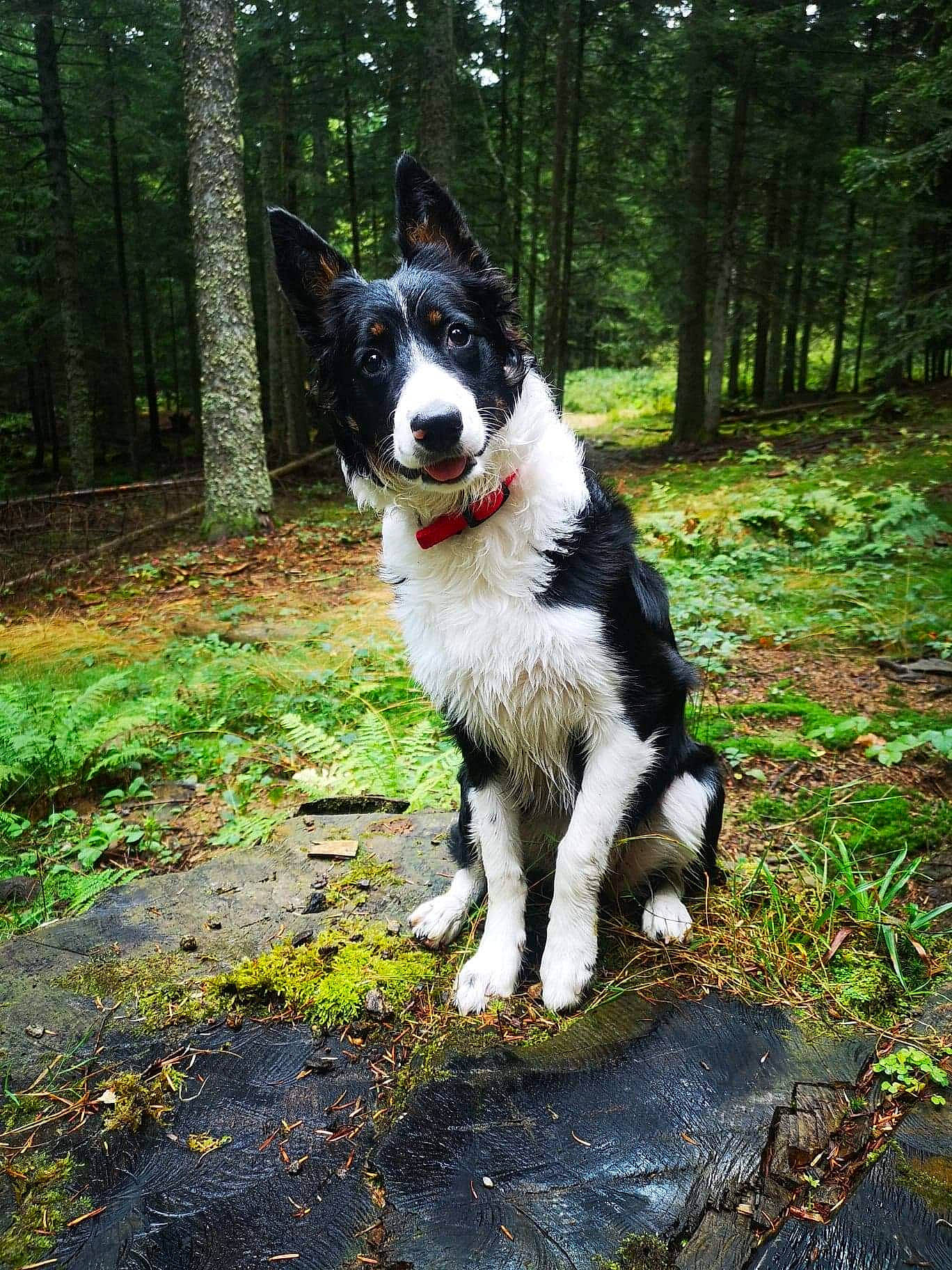 Helga a rejoint le concours — aidez-le/la à gagner de superbes lots ! adventure, border_collie, canidae, carnivore, dog, dog_breed, east_siberian_laika, herding_dog, karelian_bear_dog, laika, lapponian_herder, mammal, mcnab, russo_european_laika, siberian_husky, sporting_group, tail, tree, vertebrate, west_siberian_laika