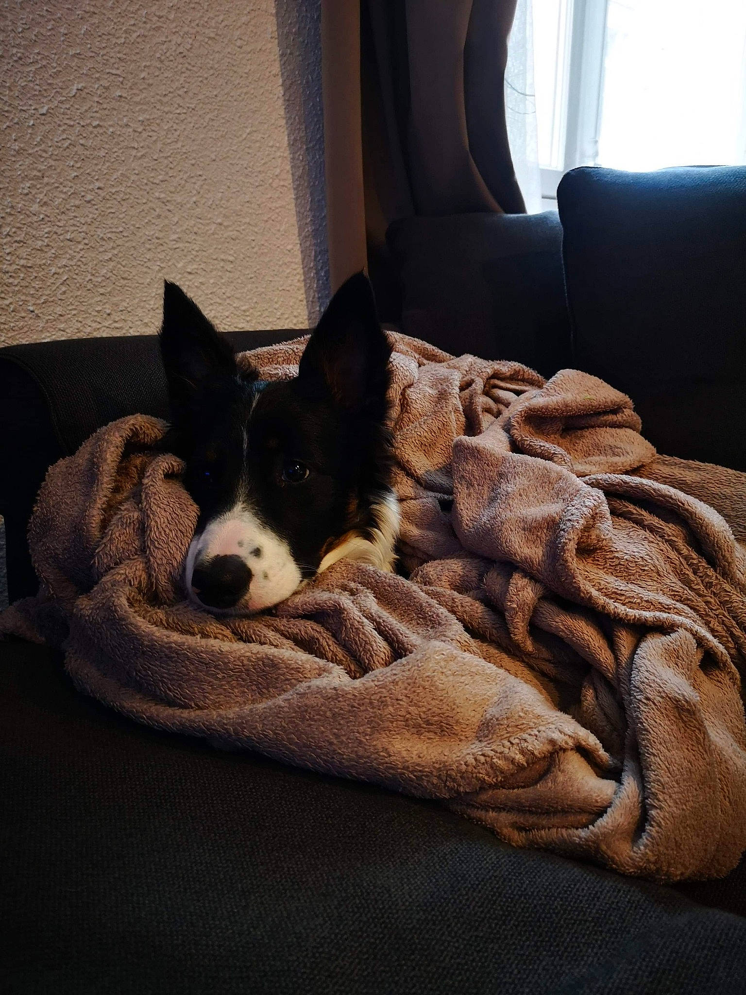 Helga a rejoint le concours — aidez-le/la à gagner de superbes lots ! bed, canidae, cardigan_welsh_corgi, carnivore, comfort, companion_dog, couch, dog, dog_breed, fur, furniture, linens, mammal, pembroke_welsh_corgi, room, welsh_corgi