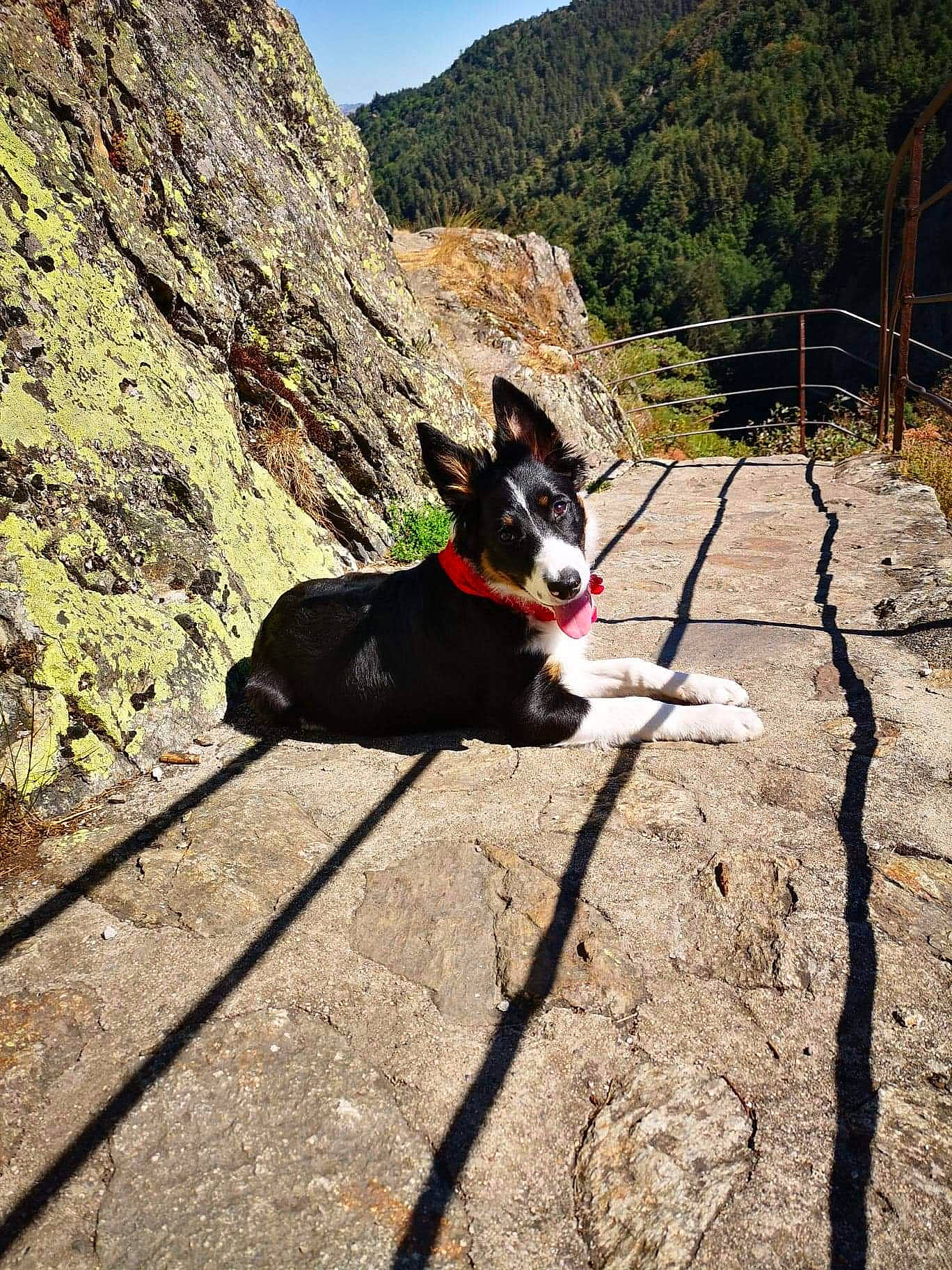 Helga participe au concours pour gagner de l'argent avec cette photo : adventure, canidae, cardigan_welsh_corgi, carnivore, dog, dog_breed, dog_hiking, leash, non_sporting_group, rock, tree, walking