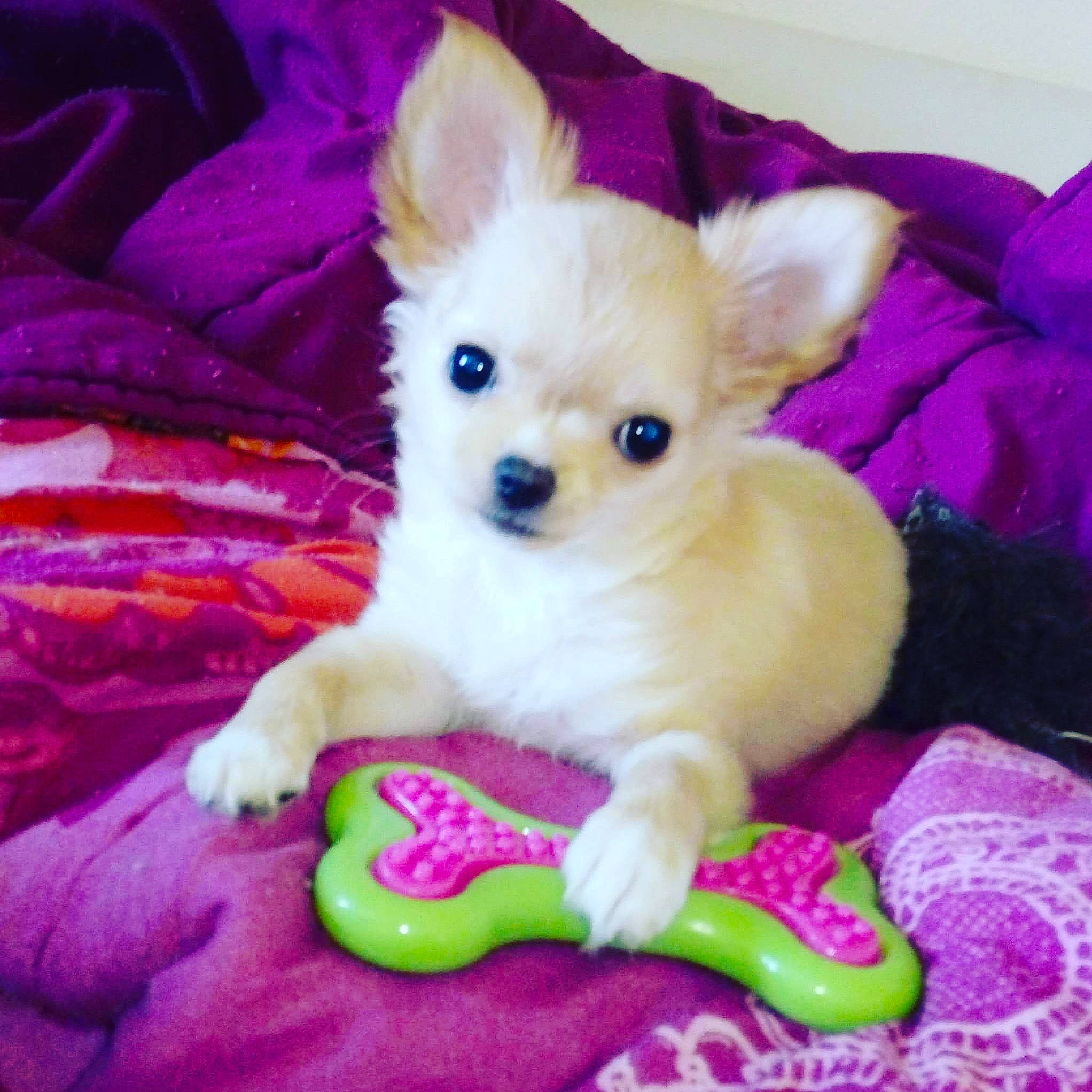 Praline participe au concours pour gagner de l'argent avec cette photo : ancient_dog_breeds, canidae, carnivore, chihuahua, companion_dog, dog, dog_breed, dog_toy, fawn, mammal, puppy, russkiy_toy, skin, snout, toy_dog, vertebrate, whiskers