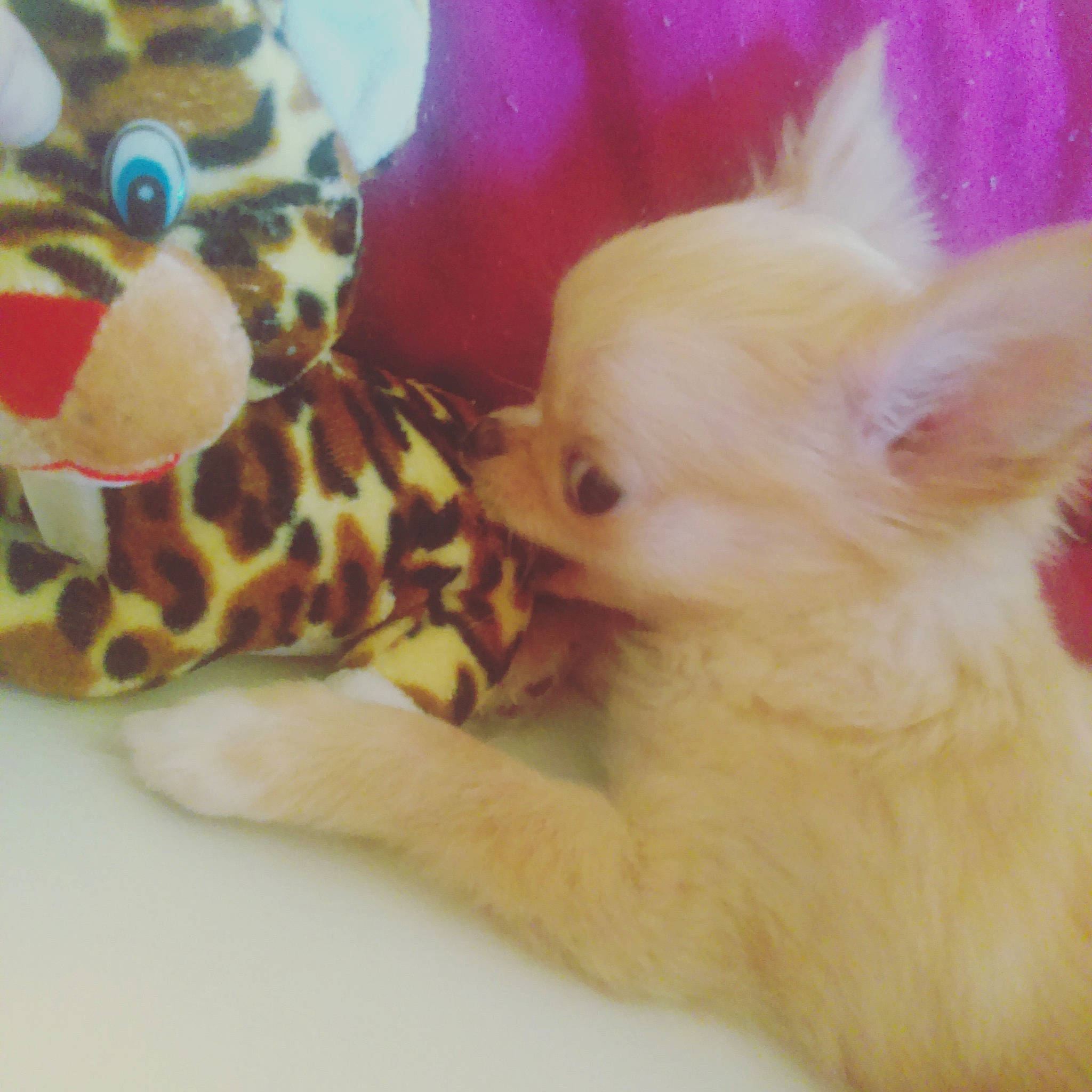 Praline a rejoint le concours — aidez-le/la à gagner de superbes lots ! canidae, carnivore, cat, chihuahua, companion_dog, dog, dog_breed, dog_toy, ear, fawn, french_bulldog, kitten, plush, puppy, skin, snout, stuffed_toy, tail, toy_dog, whiskers