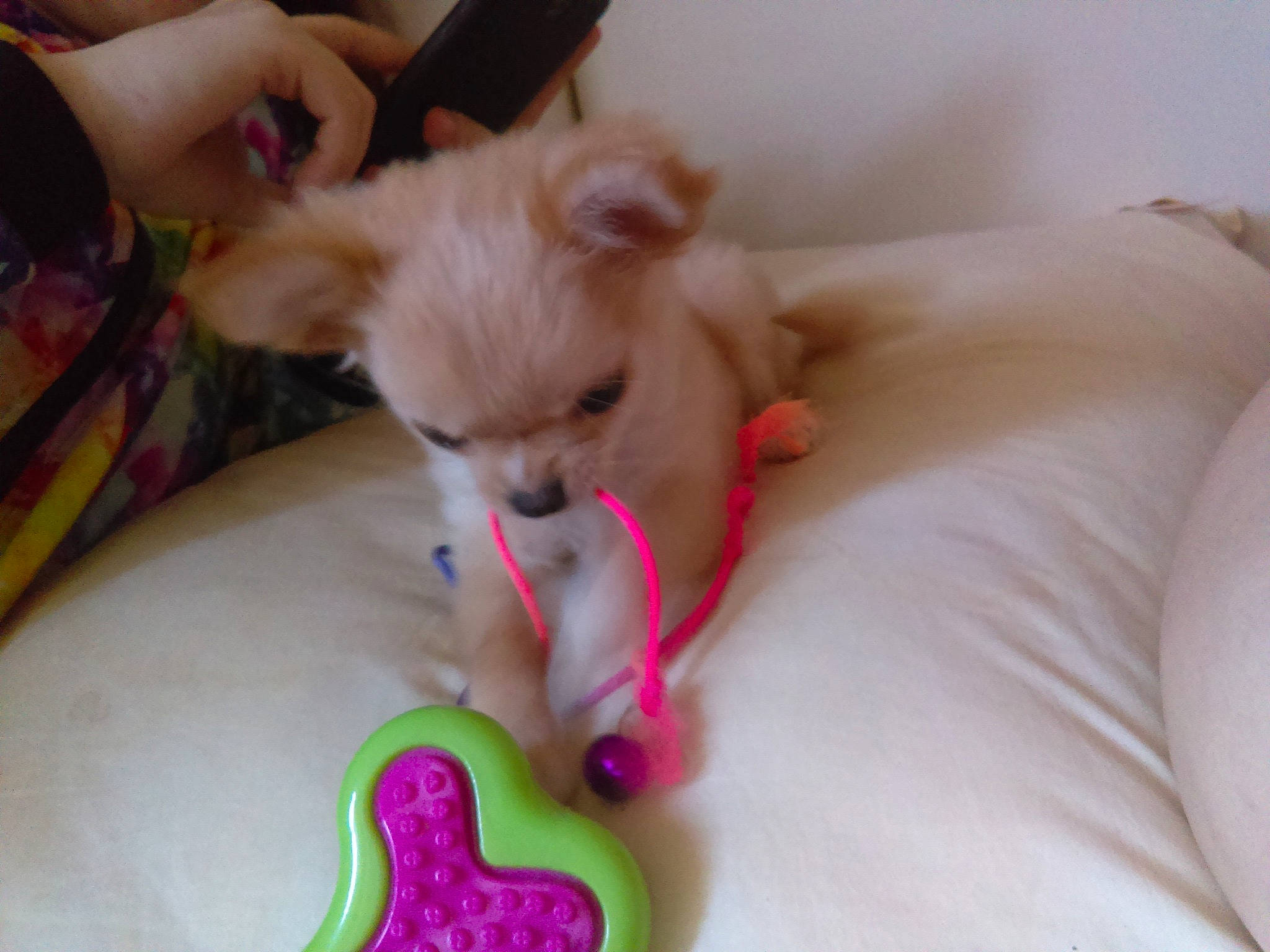 Praline participe au concours pour gagner de l'argent avec cette photo : canidae, carnivore, chihuahua, companion_dog, dog, dog_breed, dog_toy, ear, fawn, non_sporting_group, pomeranian, puppy, puppy_love, toy_dog