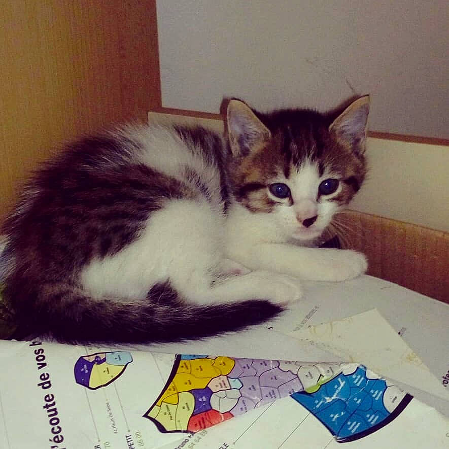 Maëline a rejoint le concours — aidez-le/la à gagner de superbes lots ! aegean_cat, american_wirehair, asian, carnivore, cat, domestic_short_haired_cat, european_shorthair, felidae, kitten, mammal, small_to_medium_sized_cats, tail, whiskers