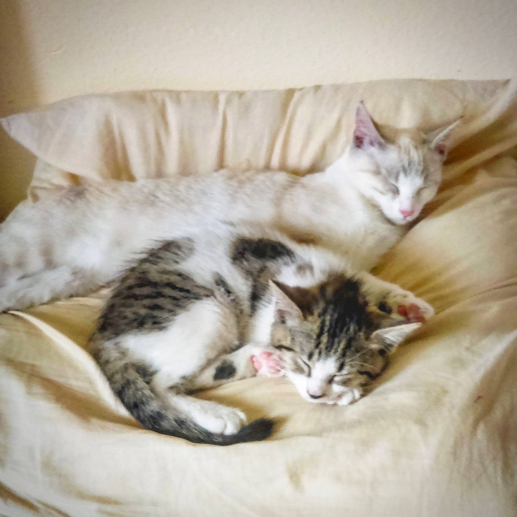 Maëline participe au concours pour gagner de l'argent avec cette photo : aegean_cat, american_shorthair, american_wirehair, asian, carnivore, cat, comfort, domestic_short_haired_cat, dragon_li, european_shorthair, felidae, fur, kitten, mammal, nap, sleep, small_to_medium_sized_cats, tabby_cat, whiskers