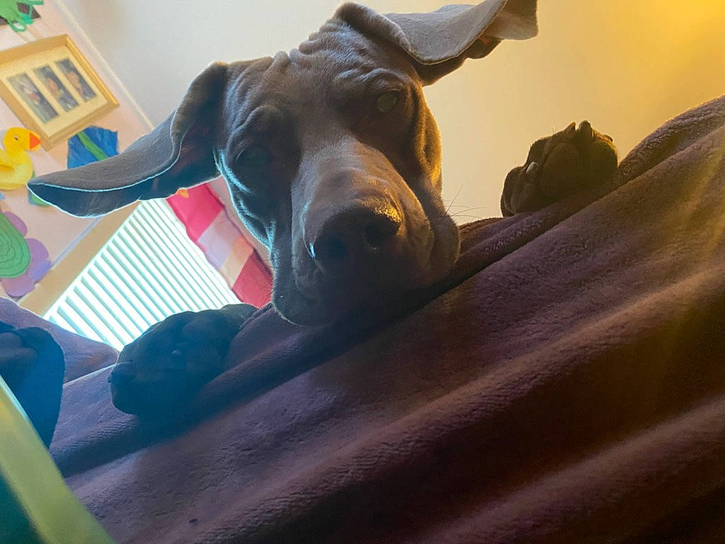 Ghost is registered to the contest to win money with this photo: canidae, carnivore, comfort, companion_dog, dog, dog_breed, fawn, fun, guard_dog, house, picture_frame, sculpture, small_to_medium_sized_cats, snout, sporting_group, whiskers, window, wood, working_animal, wrinkle