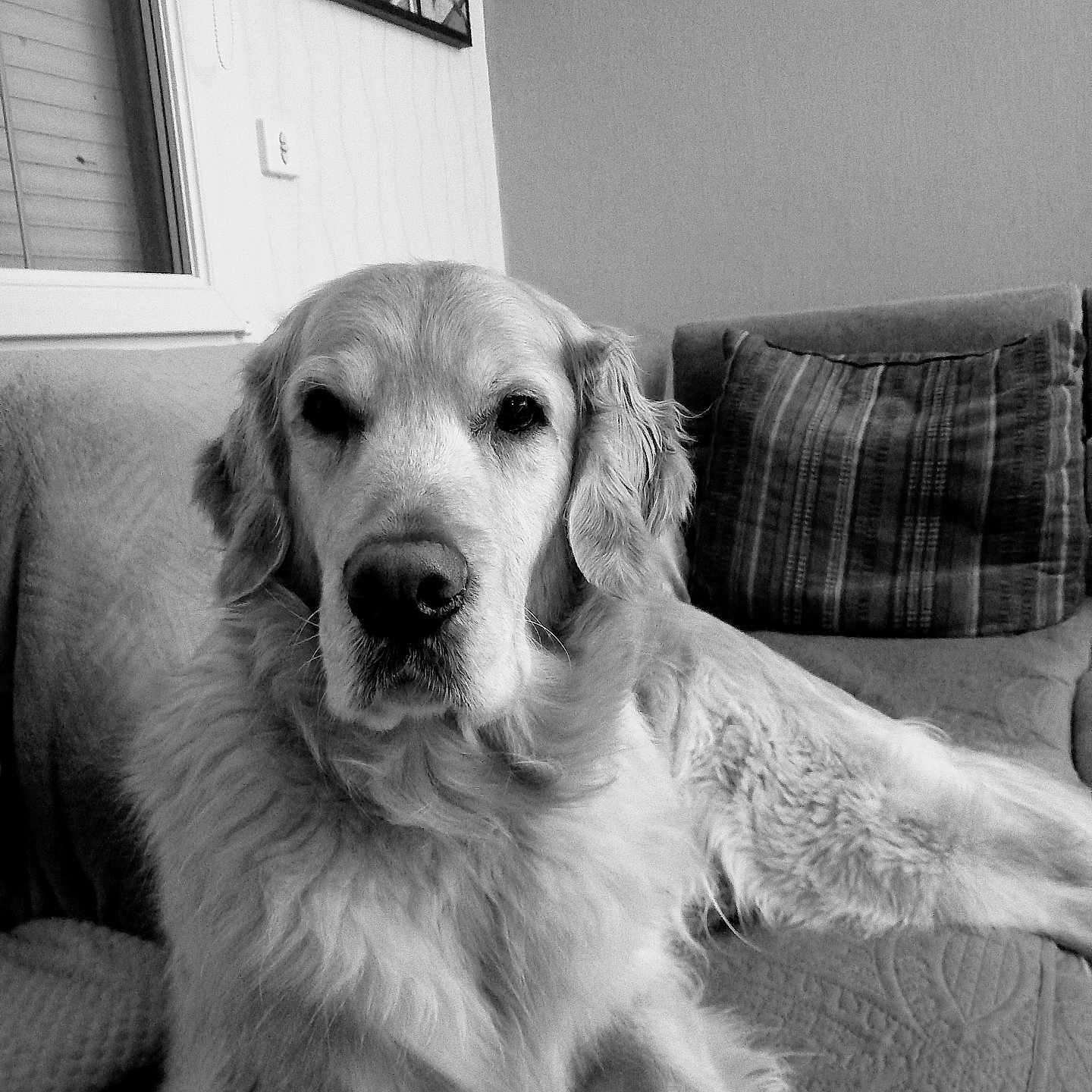 Odjus a rejoint le concours — aidez-le/la à gagner de superbes lots ! animal, architecture, building, canine, chair, couch, cushion, dog, furniture, goldenretriever, homedecor, hound, indoors, interiordesign, linen, livingroom, pet, puppy, room, window