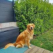 Kaya a rejoint le concours — aidez-le/la à gagner de superbes lots ! dog, golden_retriever, pet, animal, outdoor, greenery, bushes, grass, fence, wooden_deck, mat, sitting, canine, nature, daylight, fur, portrait, side_view, companion, calm