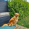 dog, golden_retriever, pet, animal, outdoor, greenery, bushes, grass, fence, wooden_deck, mat, sitting, canine, nature, daylight, fur, portrait, side_view, companion, calm
