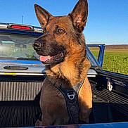 Snow participe au concours pour gagner de l'argent avec cette photo : alert, animal, blue_sky, canine, daytime, dog, ears_up, field, german_shepherd, harness, mammal, nature, outdoor, pet, pickup_truck, portrait, sunlight, tongue_out, transport, vehicle