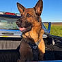 alert, animal, blue_sky, canine, daytime, dog, ears_up, field, german_shepherd, harness, mammal, nature, outdoor, pet, pickup_truck, portrait, sunlight, tongue_out, transport, vehicle