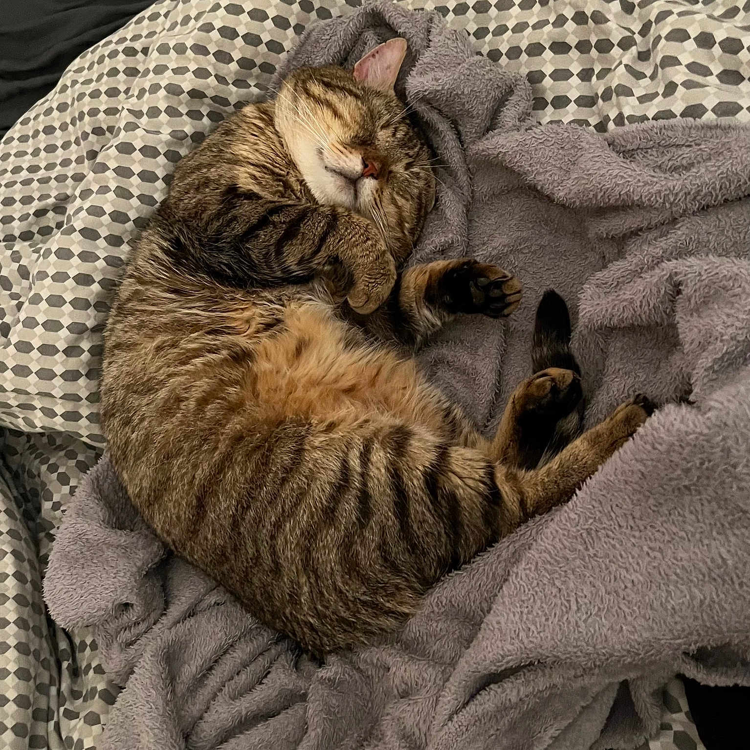 Choupi