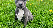 Valko participe au concours pour gagner de l'argent avec cette photo : animal, bulldog, canine, countryside, dog, farm, field, flower, grass, grassland, lawn, meadow, nature, outdoors, pet, pitbull, plant, puppy, rural, vegetation