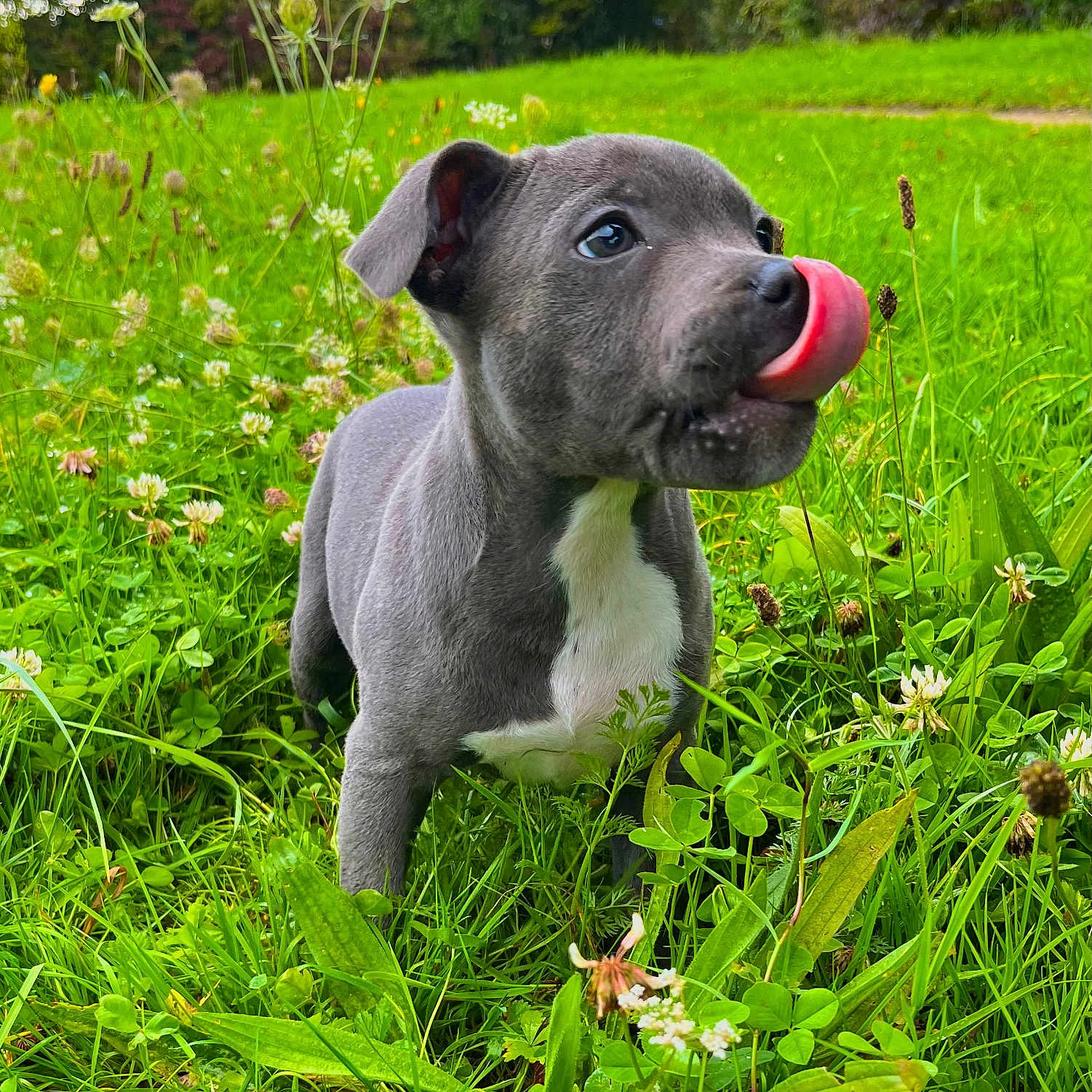 Valko a rejoint le concours — aidez-le/la à gagner de superbes lots ! animal, canine, dog, face, field, grass, grassland, green, head, herbal, herbs, nature, outdoors, person, pet, photography, plant, portrait, puppy, vegetation