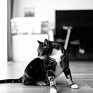 Royco a rejoint le concours — aidez-le/la à gagner de superbes lots ! abyssinian, animal, architecture, blackcat, building, cat, computer, couch, electronics, furniture, hardwood, indoors, kitten, laptop, livingroom, manx, pet, plywood, room, wood