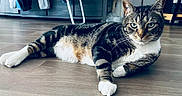 Royco participe au concours pour gagner de l'argent avec cette photo : abyssinian, animal, architecture, building, cat, closet, furniture, hardwood, indoors, interiordesign, kitten, livingroom, manx, person, pet, plywood, room, stainedwood, table, wood